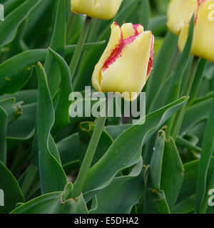 Un giardino varietà di tulip, - Tulipa var. Cape Town Foto Stock