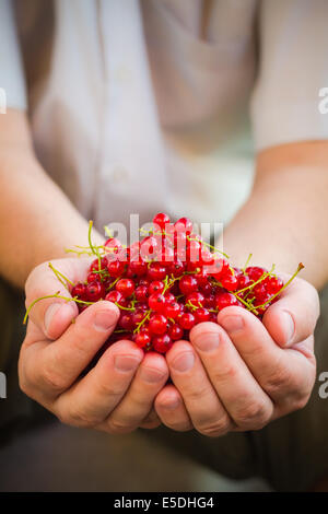 Una fresca frutti di ribes rosso nelle mani di un uomo Foto Stock