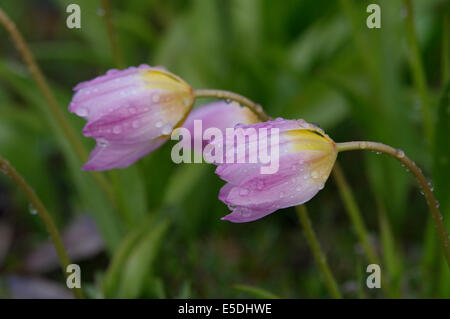 Un giardino tulip, Tulipa tarda var. Foto Stock