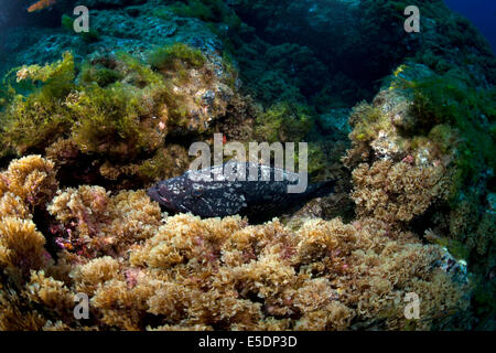 Portogallo Azzorre, Santa Maria, Oceano Atlantico, Dusky cernie Foto Stock