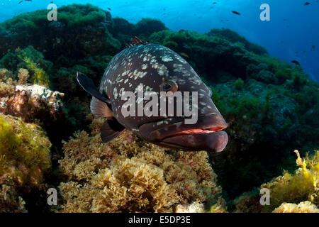 Portogallo Azzorre, Santa Maria, Oceano Atlantico, Dusky cernie Foto Stock