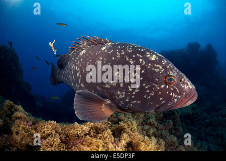 Portogallo Azzorre, Santa Maria, Oceano Atlantico, Dusky cernie Foto Stock