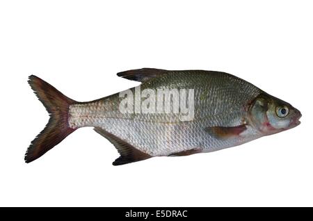 Grandi orate fresche su sfondo bianco Foto Stock