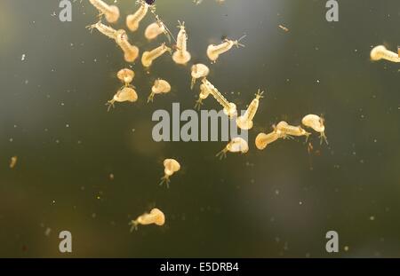 Zanzare larva in acqua Foto Stock