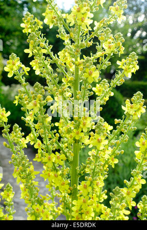 Grande o Mullein comune (Molène thapsus) Foto Stock