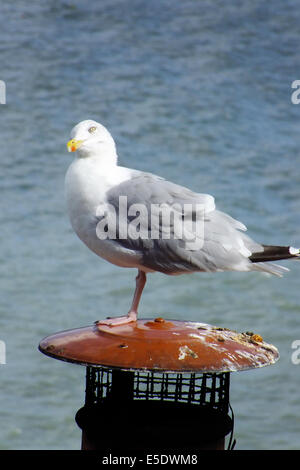 Aringa gabbiano sul comignolo Foto Stock