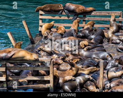 I leoni di mare nel porto di Monterey, California USA Foto Stock