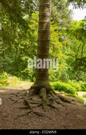 Monkey puzzle tree sul cammino di Aira Force cascata Ullswater Valley Lake District Cumbria Inghilterra UK nel bosco Foto Stock