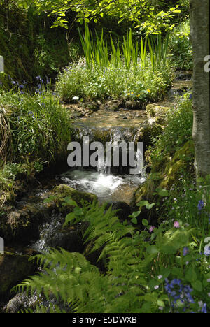 Graziosa con flusso di fiori selvatici e felci prese vicino Widecombe in moro, Devon, Inghilterra. Prese con un nitido sole primaverile. Foto Stock