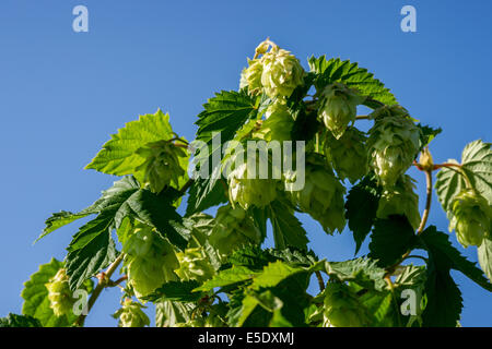 Hop (Humulus lupulus) contro il cielo blu Foto Stock