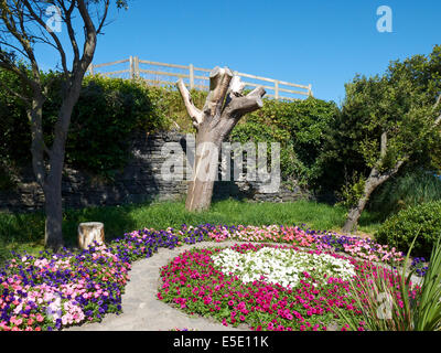 Albero tritato nel parco, Aberystwyth Galles UK Foto Stock