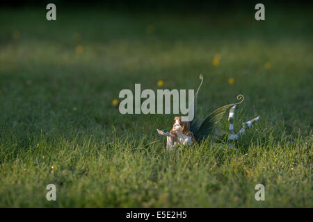 Fairy ornamento in erba illuminato dalla luce solare Foto Stock