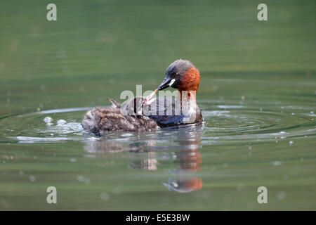 Tuffetto Tachybaptus ruficollis, singolo uccello adulto su acqua con giovani, Warwickshire, Giugno 2014 Foto Stock