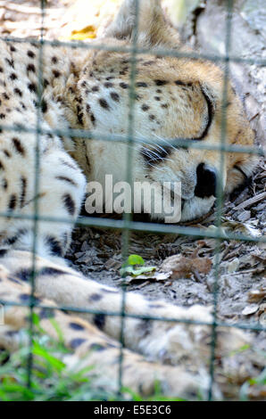 Ghepardo (Acinonyx jubatus) Captive (Wildlife Heritage Foundation, Smarden, Kent) Foto Stock