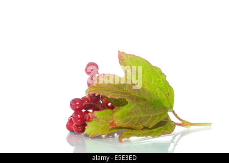 Bacche rosse di pallon di maggio su un ramo con foglie isolati su sfondo bianco Foto Stock