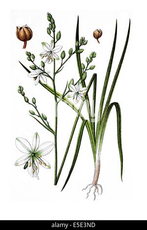 Ramificato san Bernardo-lily, Anthericum ramosum Foto Stock