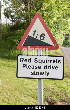 Firmare la segnalazione di presenza di rosso scoiattoli nel Parco Nazionale del Distretto dei Laghi, Cumbria, Regno Unito Foto Stock