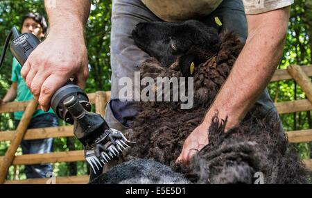 Berlino, Germania. 23 Luglio, 2014. Un pastore sheers un Pommersches Landschaf pecore a Berlino, Germania, 23 luglio 2014. La razza è sulla lista rossa delle specie in pericolo razze domestiche in Germania. Foto: PAOLO ZINKEN/dpa/Alamy Live News Foto Stock