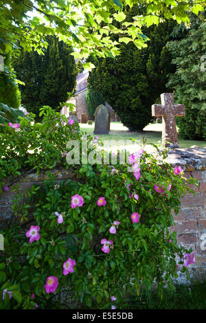 Cane selvatico rosa (Rosa canina) fioritura sul sagrato parete in corrispondenza di maggiordomi Marston, Warwickshire, Regno Unito Foto Stock