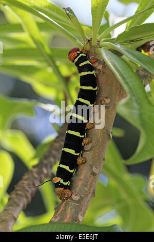Tetrio Sphinx Caterpillar nativo di Antigua Barbuda nei Caraibi Piccole Antille West Indies mangiare una foglia su un frangipani t Foto Stock