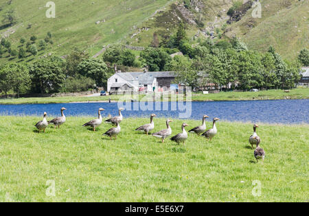 Graylag oche (Anser anser) sulla riva di Watendlath Tarn, azienda agricola e agriturismo in background, Lake District, Cumbria, Regno Unito Foto Stock