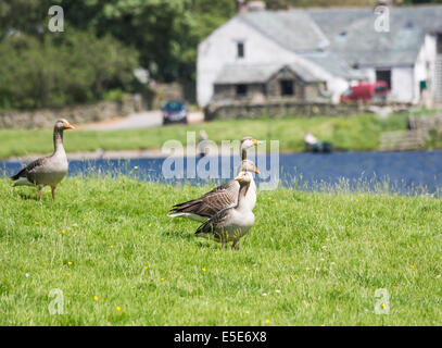 Graylag oche (Anser anser) sulla riva di Watendlath Tarn, azienda agricola e agriturismo in background, Lake District, Cumbria, Regno Unito Foto Stock