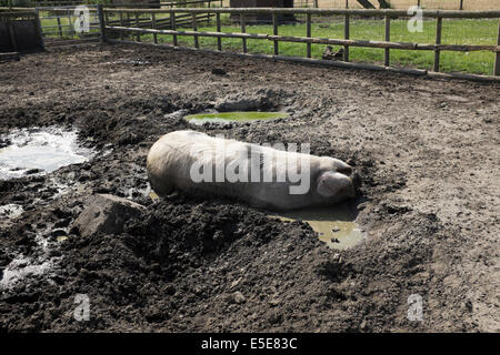 Razza rara suino il raffreddamento nella pozza di acqua a Smallholding Foto Stock