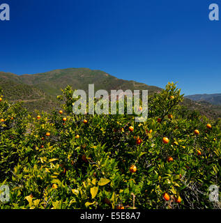 Alberi di arancio con frutti nel sud dell'Andalusia, Spagna contro una magnifica montagna in una limpida giornata di sole Foto Stock