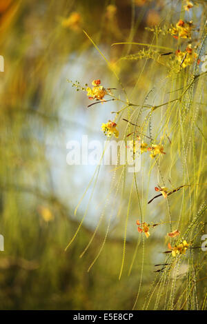 I fiori e la luce del mattino @ Il Cairo Foto Stock