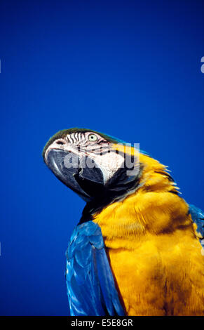 Macaw blu e giallo (Ara ararauna), noto anche come Macaw blu e oro, originario del Sud America e di Panama Foto Stock