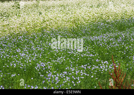 Fioritura di lino (Linum usitatissimum) e grano saraceno (Fagopyrum esculentum) Foto Stock