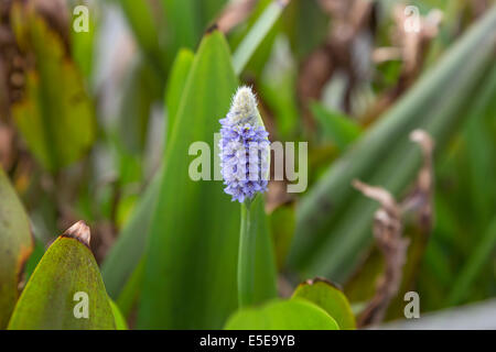 Hong Kong del parco delle paludi di mangrovie di Uccelli Fiore blu Foto Stock