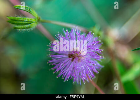 Hong Kong del parco delle paludi di mangrovie di Uccelli Fiore blu Foto Stock