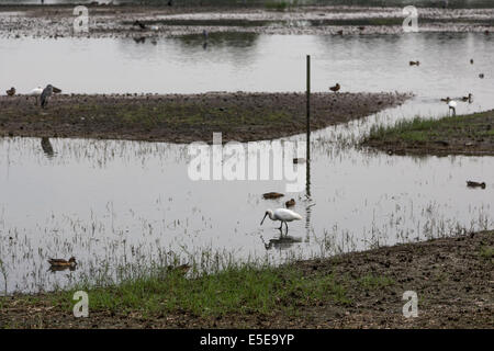 Hong Kong del parco delle paludi di mangrovie di volatili Foto Stock