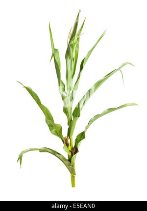 Pianta di mais isolato Foto Stock