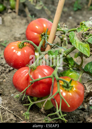 Grappolo di pomodori maturazione su un arbusto Foto Stock