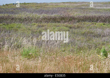 Bella, viola, verde, marrone, zone umide, cattails, coyote spazzola, finocchio selvatico, acqua, sfondo Foto Stock