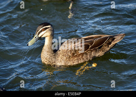 Pacific black duck Foto Stock