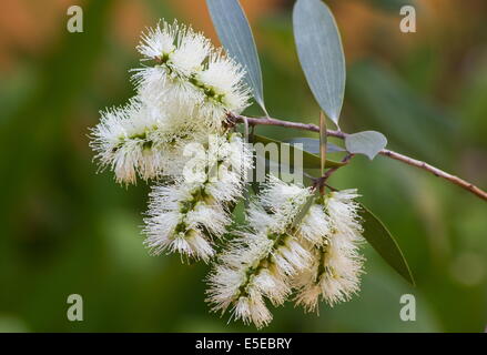 Melaleuca blossoms close-up Foto Stock