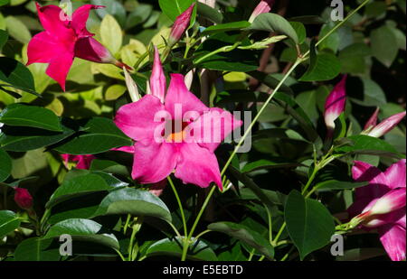 Gelsomino brasiliano (Mandevilla sanderi) piante in fiore Foto Stock