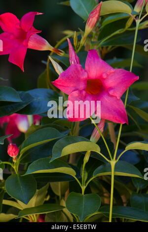 Gelsomino brasiliano (Mandevilla sanderi) piante in fiore Foto Stock