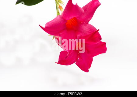 Gelsomino brasiliano (Mandevilla sanderi) Fiori Foto Stock