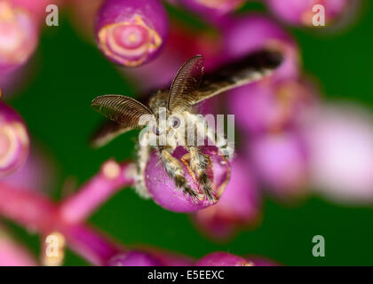 Macro vista superiore del Gypsy Moth appesi Medinella magnifica fiore ; messa a fuoco selettiva a occhio con blur sullo sfondo Foto Stock