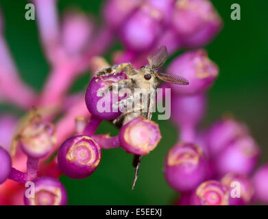 Macro vista superiore del Gypsy Moth appesi Medinella magnifica fiore ; messa a fuoco selettiva a occhio con blur sullo sfondo Foto Stock