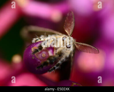 Macro vista superiore del Gypsy Moth appesi Medinella magnifica fiore ; messa a fuoco selettiva a occhio con blur sullo sfondo Foto Stock