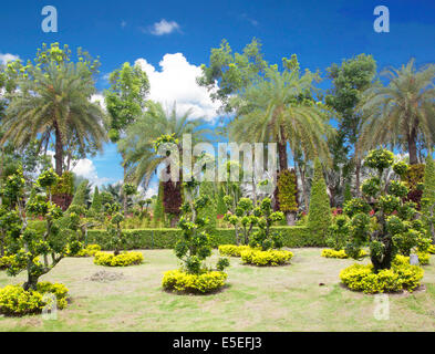 Bonsai naturale giardino con alberi rigogliosi parchi verdi. Foto Stock