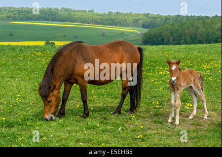 Mare con un paio di giorni il vecchio puledro sul pascolo, Hesse, Germania Foto Stock
