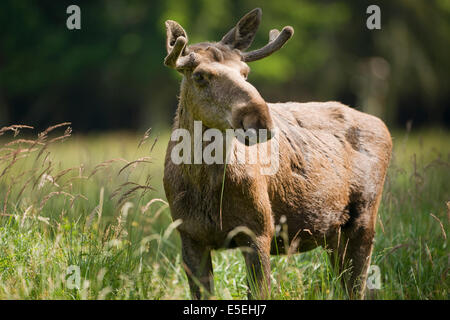 Eurasian elk o Alce (Alces alces), Bull moose con corna in velluto, captive, Bassa Sassonia, Germania Foto Stock