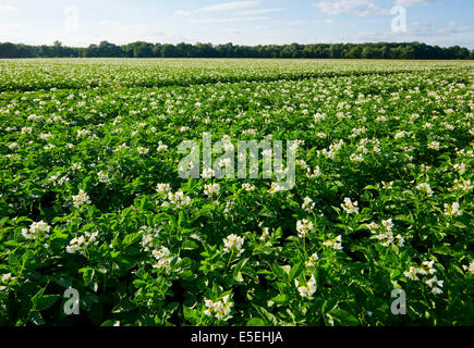 Campo con la fioritura delle piante di patata, Bassa Sassonia, Germania Foto Stock