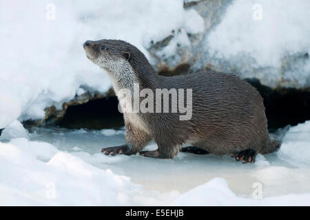 Lontra (Lutra lutra) nella neve, Parco Nazionale della Foresta Bavarese, Baviera, Germania Foto Stock